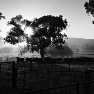 Early Morning Cattle